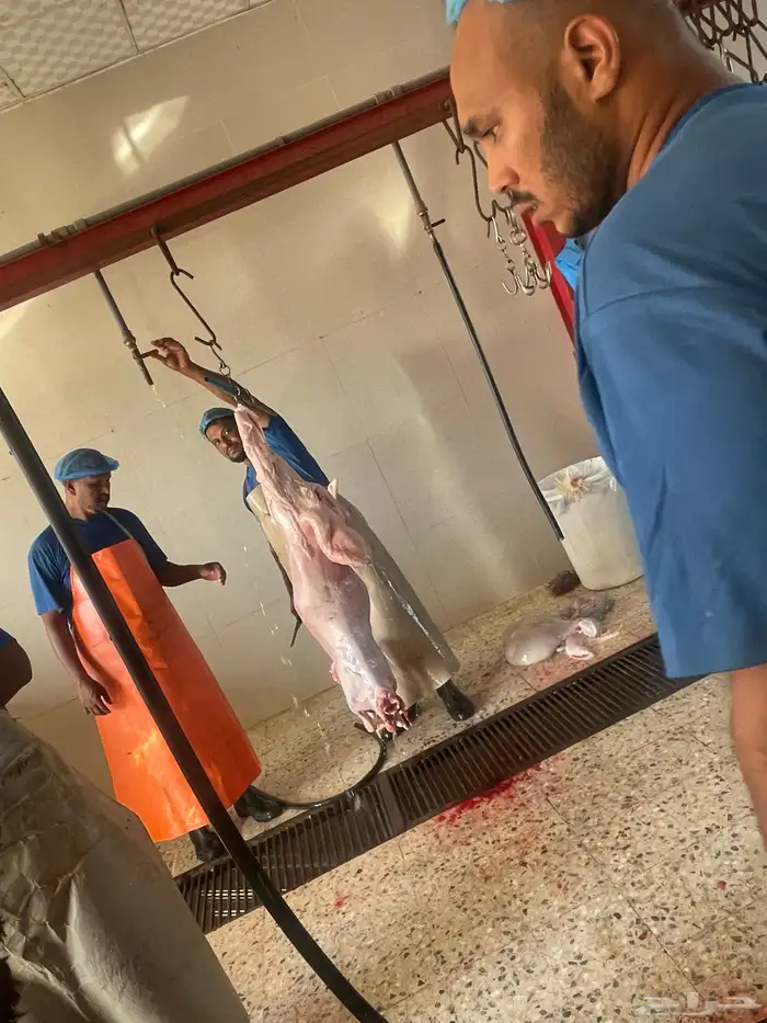 ذبايح فاخره ثلاجه تمايم ضيفه 10