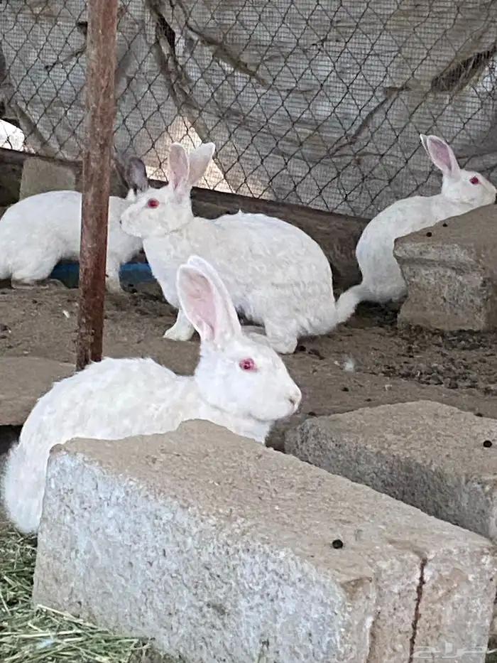 ارانب للبيع جمله 1