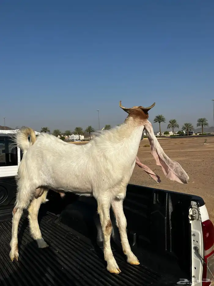 تيس فحل هولندا اصل 3