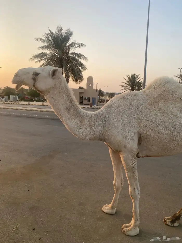 ناقة شبب ضروبة وضحى كفو 0