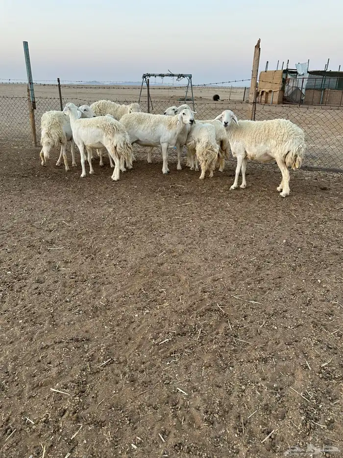 حريات طيبه 2