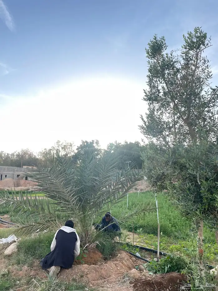 مزرعة للايجار اليومي 6