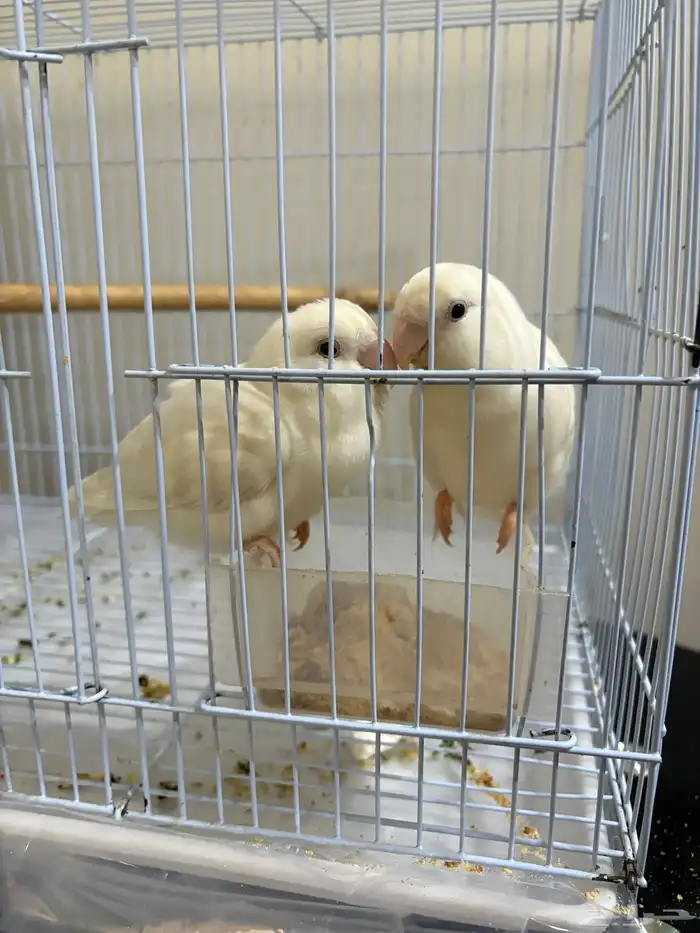 جوز روز البينو منتج شرط 1