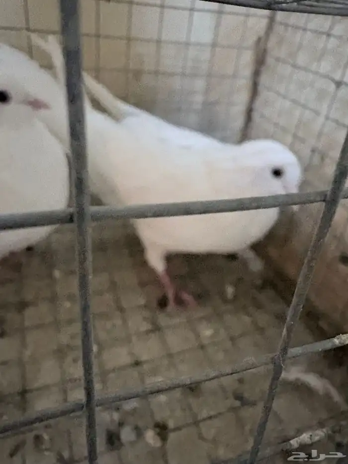 جوز حمام فرنسي حجم سوبر جامبو 4