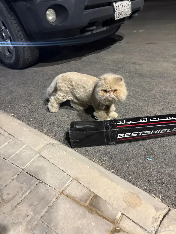 قط ضائع بحديقه الاحمديه الثانيه 1