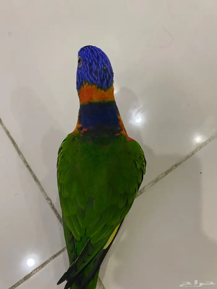ببغاء لوري 4