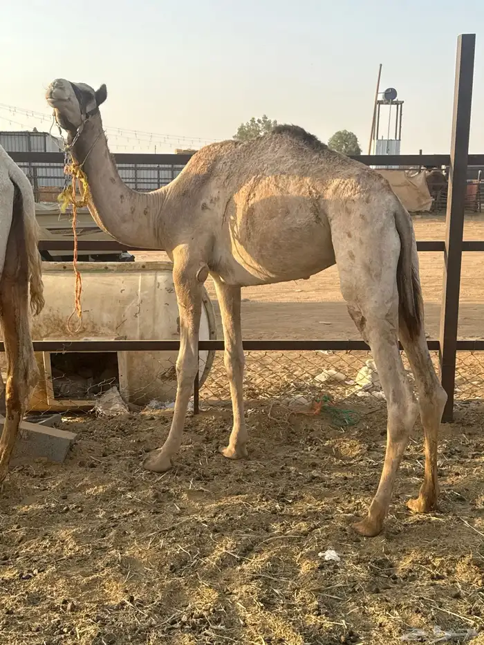 قعود طابع للبيع 3