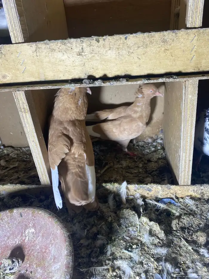 ذكر الله طيب جوزين فروخ جوز كنق مستوى طيب و جوز عسلي طيب 12