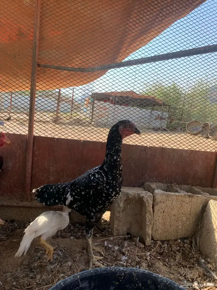 دجاج سندي 16