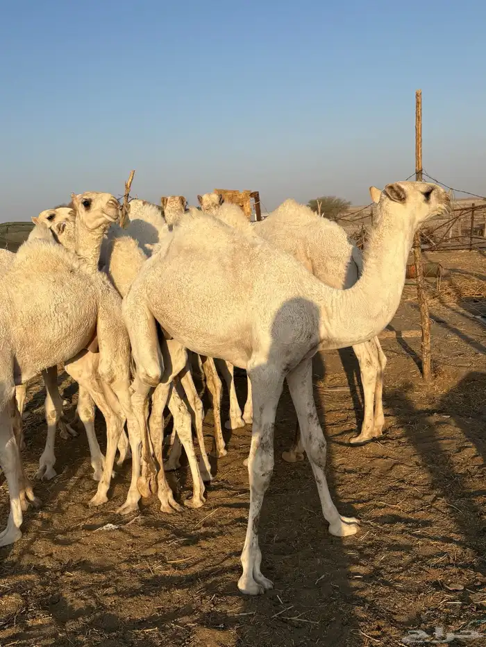 قعدان طيبه 3