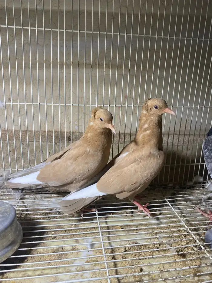 ذكر الله طيب جوزين فروخ جوز كنق مستوى طيب و جوز عسلي طيب 4