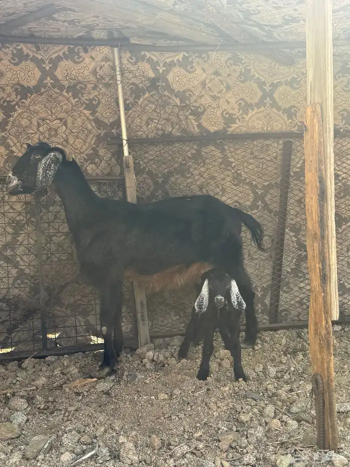 غنم مقاني للبيع 3