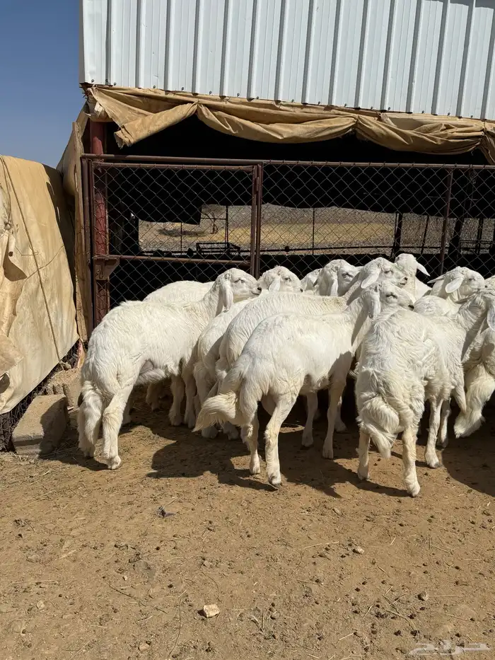35 خروف شرط مقفله شحم وطرف وجنب 17