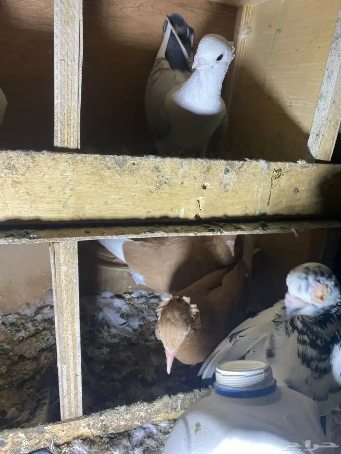 ذكر الله طيب جوزين فروخ جوز كنق مستوى طيب و جوز عسلي طيب 10