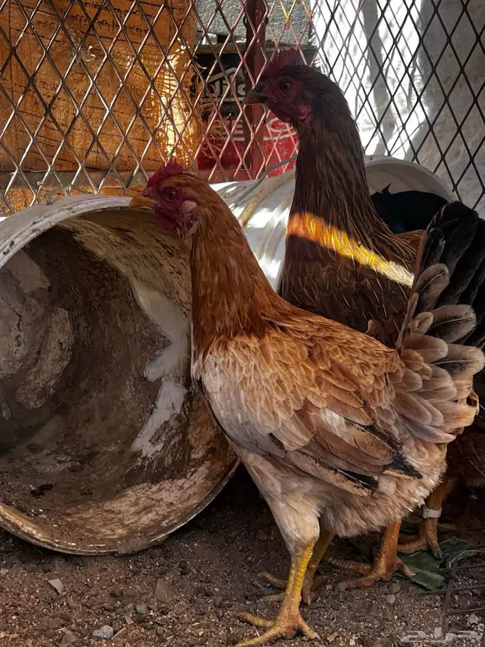 سلام عليكم نعرض لكم اليوم ثالث دجاج وديك ماشالله تبارك الله 3