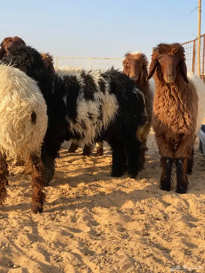 متوفر ذبايح نعيم ( تابي تمارا ) 16