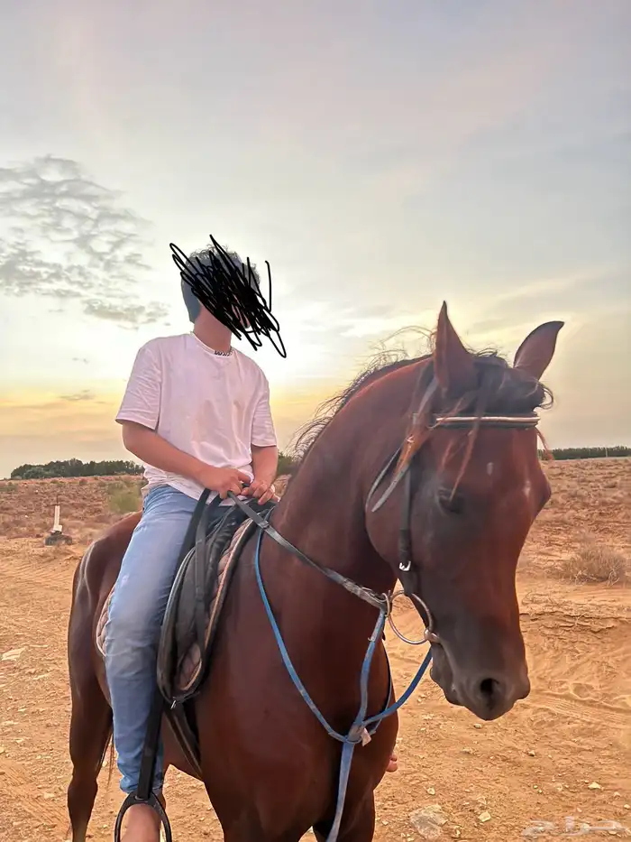 خيل عربي اصيل 0