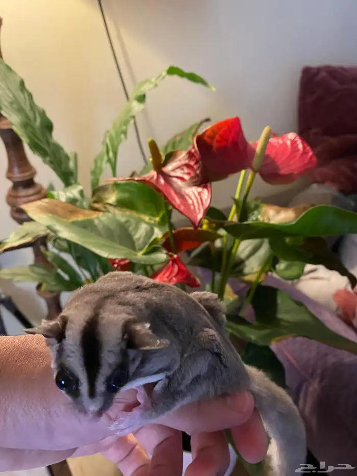 سنجاب للبيع 3