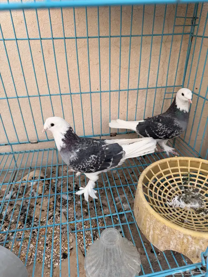 حمام تركي 2