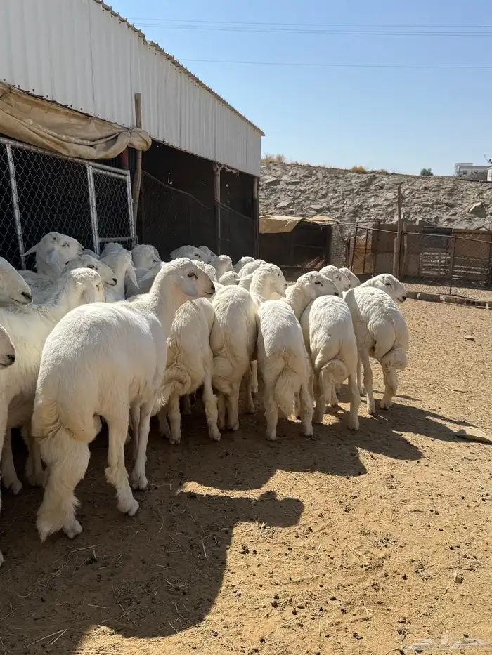 35 خروف شرط مقفله شحم وطرف وجنب 19