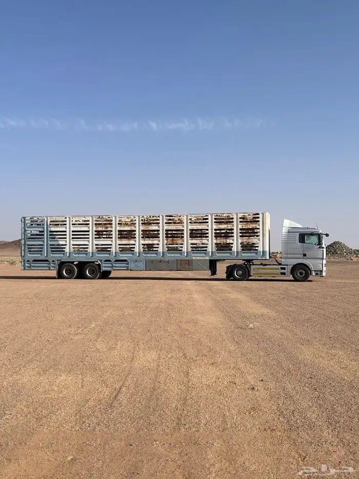 تريله نقل غنم حلال 0