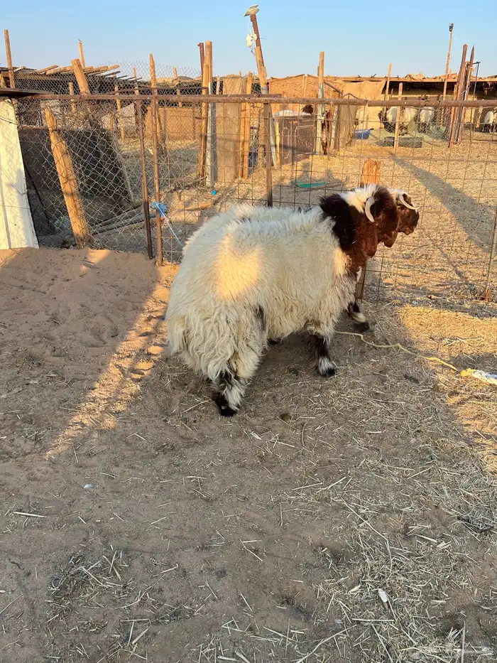 خرفان 6 شهور تممم البيع 1