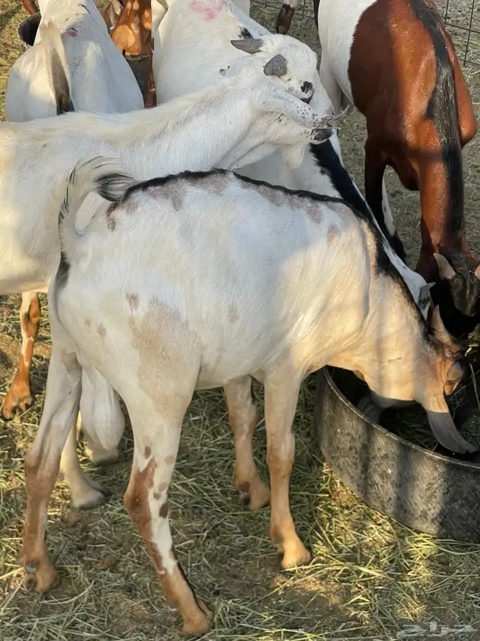 للبيع تيوس 2