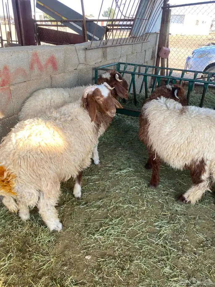 يوجد 3 خرفان طيبات وسليمات من الأمراض سومهن 1100 0