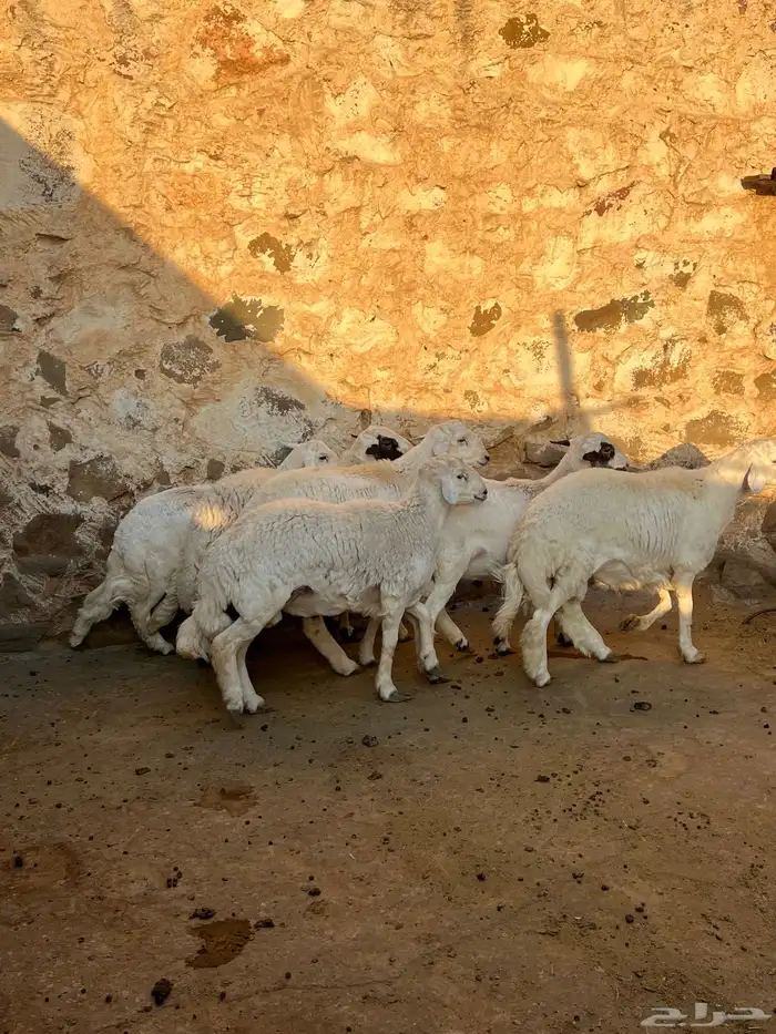 خرفان كفو مبادي 2