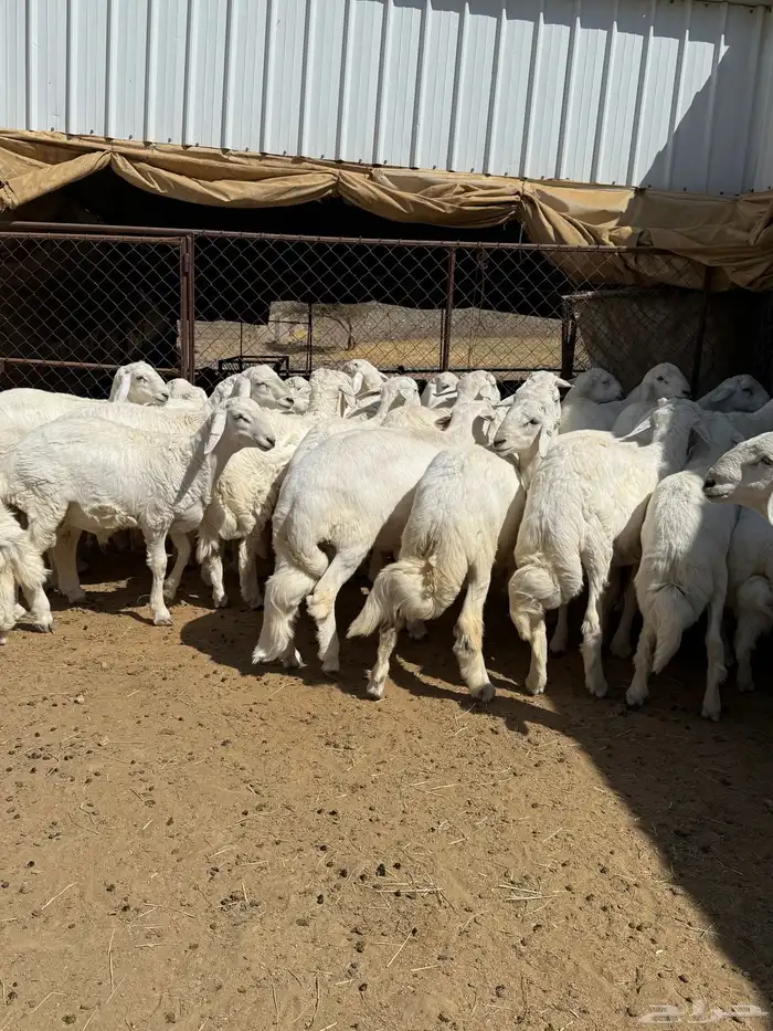 35 خروف شرط مقفله شحم وطرف وجنب 8