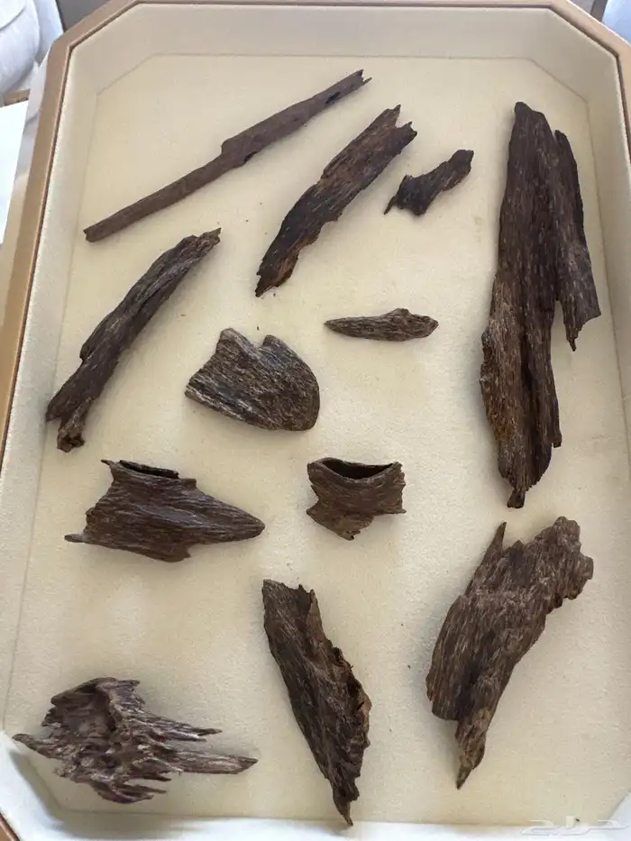 كلمنتان مالينو تربل (تم البيع) 0