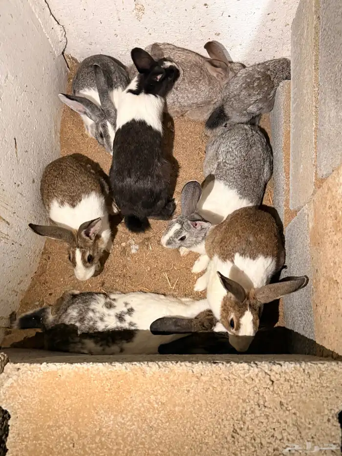 ارانب بلديه منتجه 5
