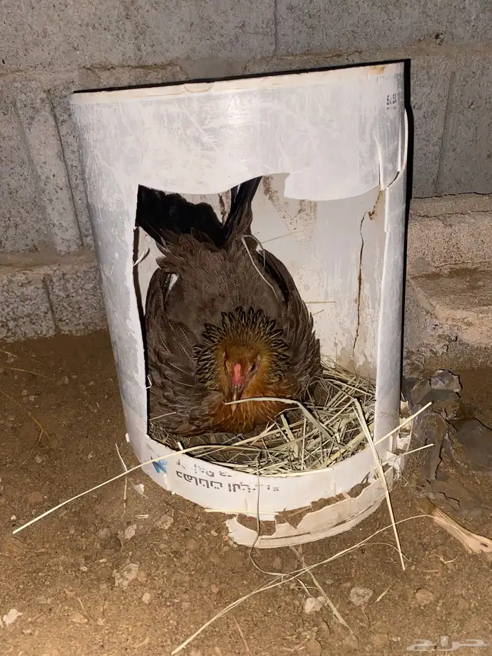 دجاج للبيع 11