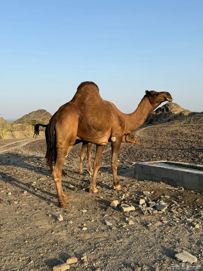 بعير حمر ادهم رباع 0