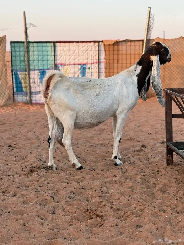 عنز حاصب مطوره طيبه 1