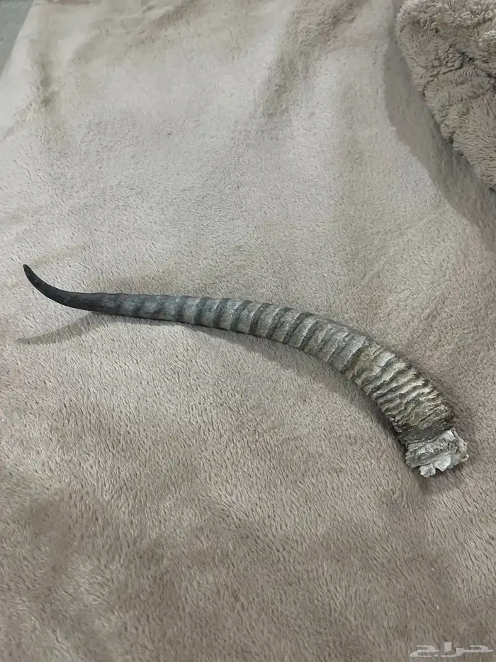 قرن غزال 1
