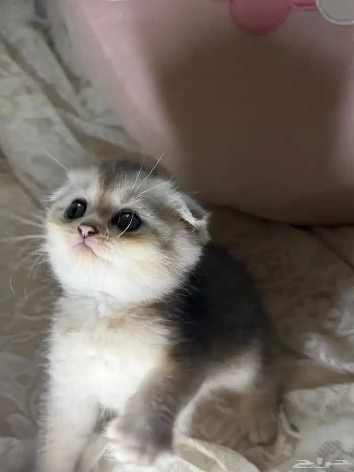 كيتن سكوتش فولد ذكر للبيع 5