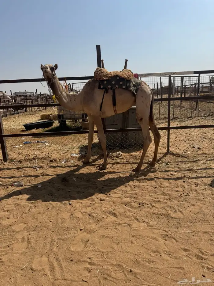 قعود طابع للبيع 2