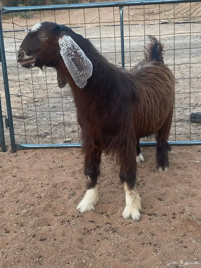 فحل معزا تيس مصري شق ثلاثة فاخر(تم البيع) 17