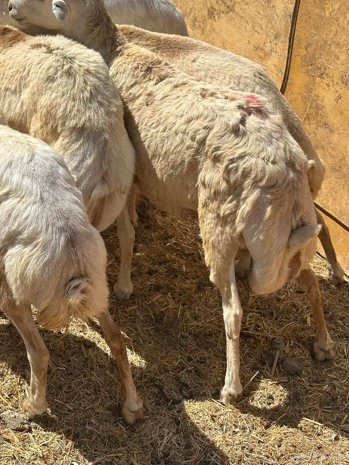 برابر ورفيديات وتيوس مرابي طب وتخير 51