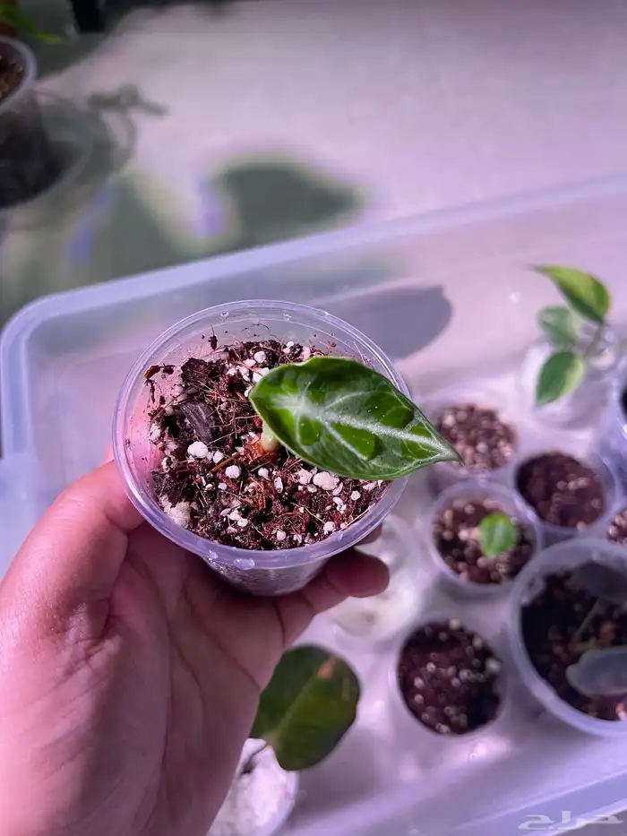 نباتات داخلية - ألوكاسيا   Alocasia 2