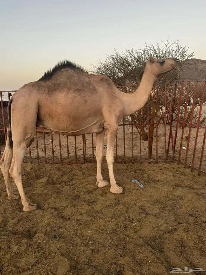 ناقه حمراء لقحه في 9 شهور 2