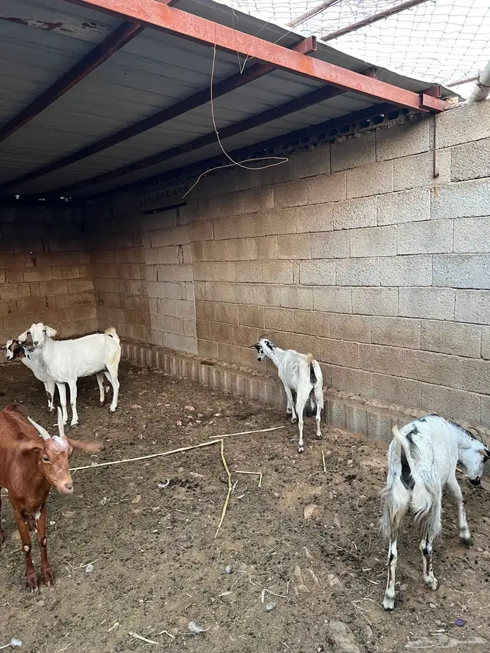 غنم مقاني دفع مشروطه سديس و جامع المجاردة 0