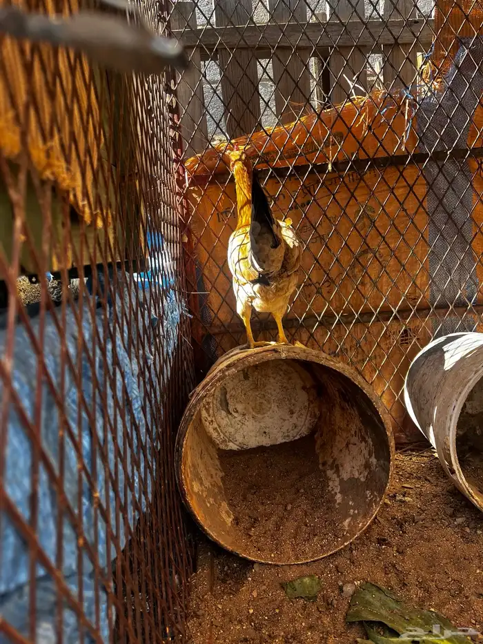 سلام عليكم نعرض لكم اليوم ثالث دجاج وديك ماشالله تبارك الله 5