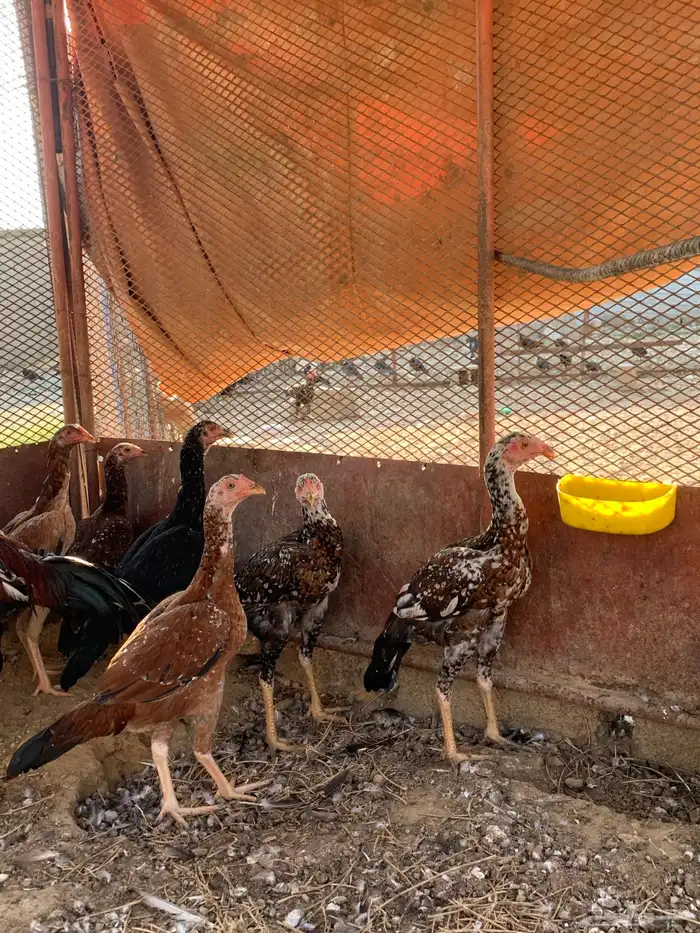 دجاج سندي 14