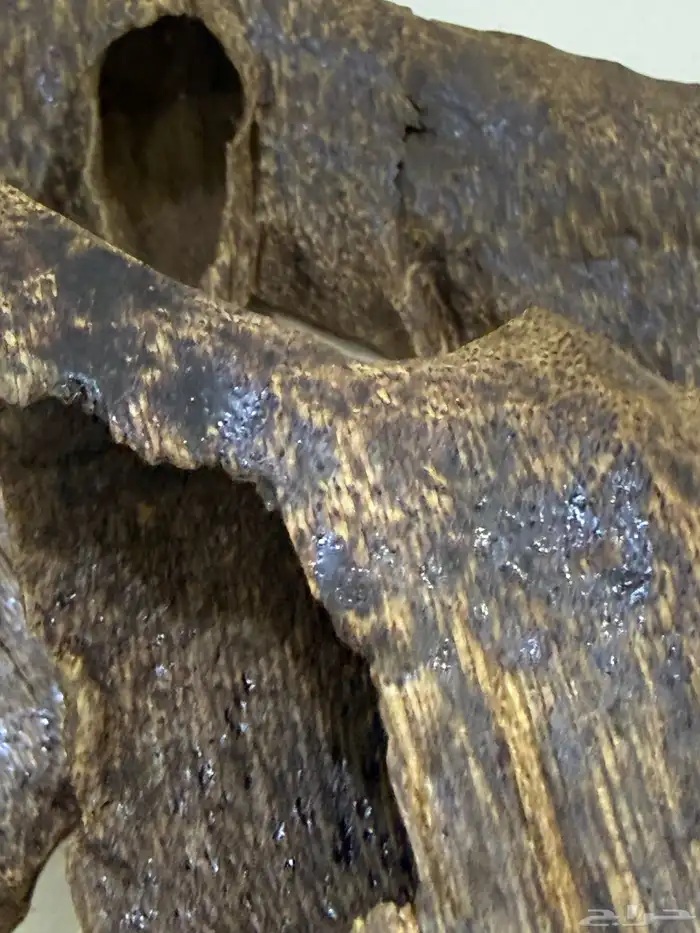 عود تراد نوادر VVIP 1