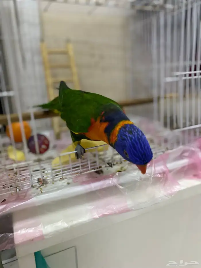 ببغاء لوري 5