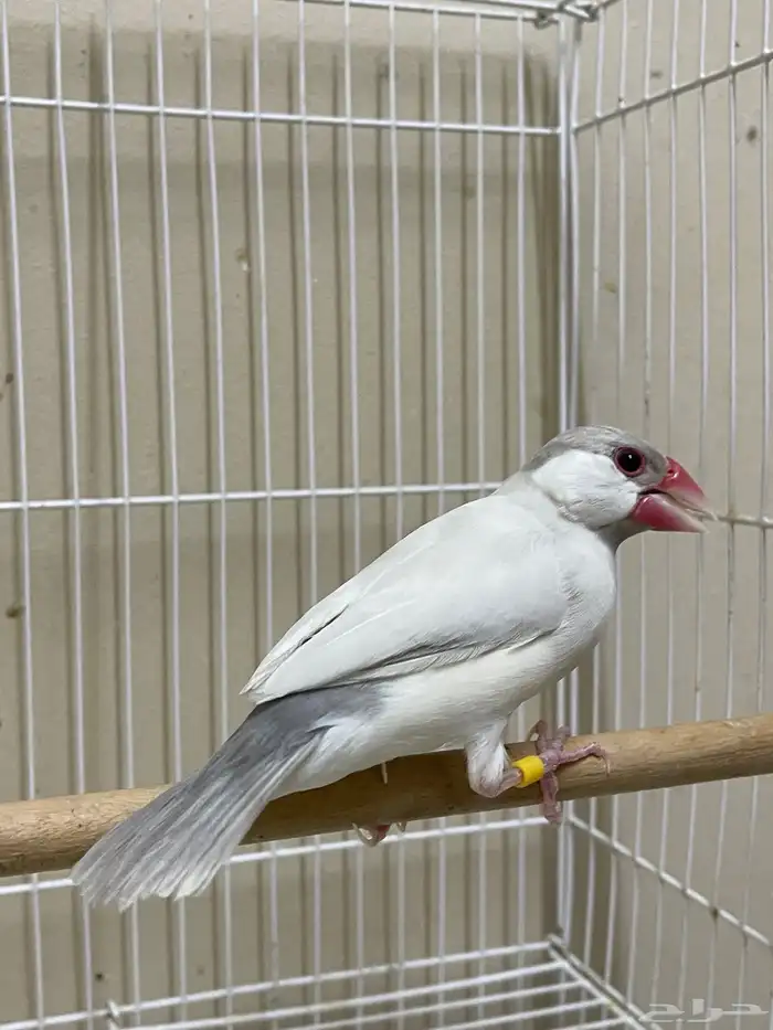 ذكر جاوا طفرة (تم البيع ) 6