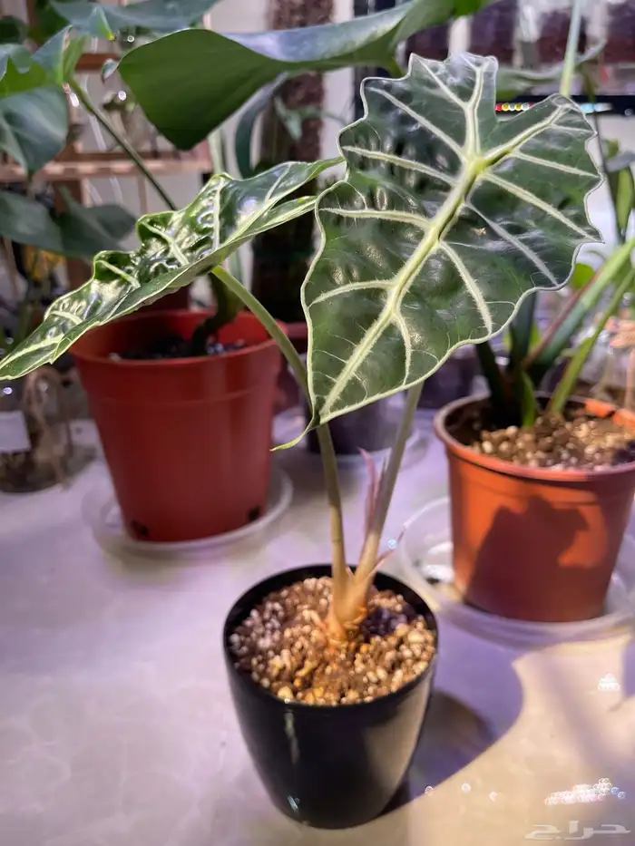 نباتات داخلية - ألوكاسيا   Alocasia 1