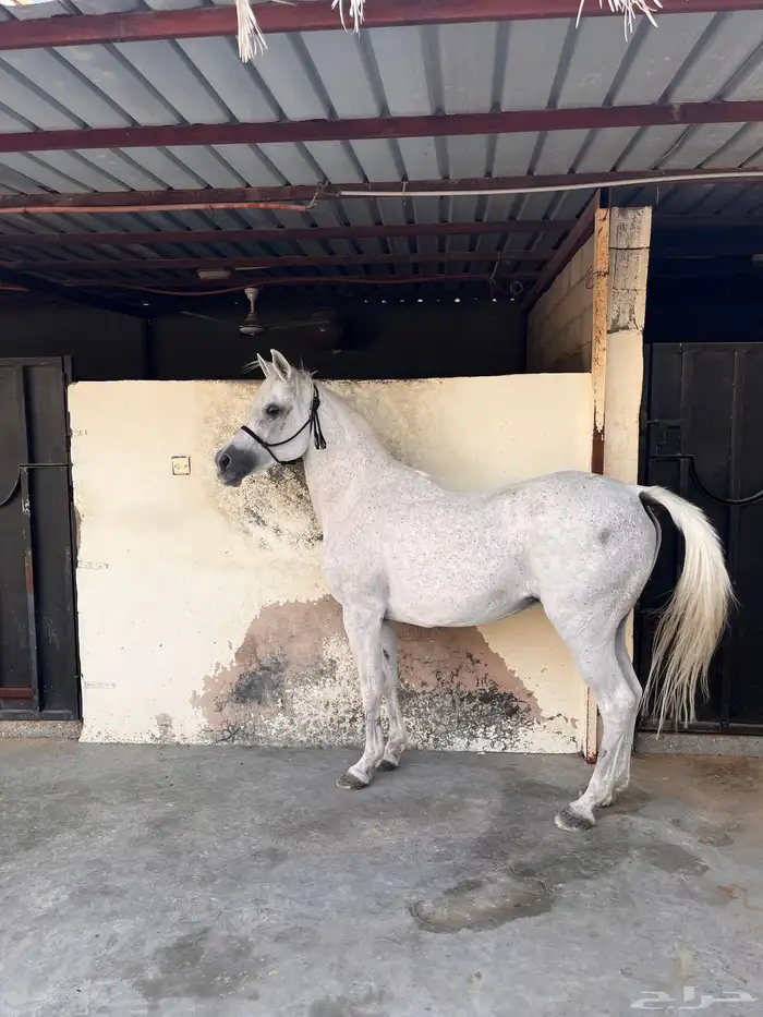 فرس واهو دماء قويه 2